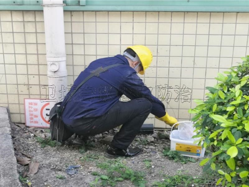 东莞清溪灭鼠公司,工厂塘厦灭鼠,凤岗除老鼠效率高