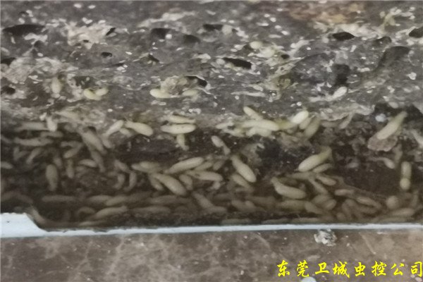 石湾正规白蚁防治公司,惠州石湾灭治白蚁中心